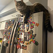 Pellos is registered to the contest to win money with this photo: animal, appliance, cat, claws, countertop, curious, decor, domestic, feline, fluffy, fur, home, household, indoor, kitchen, magnets, pet, refrigerator, tabby, whiskers