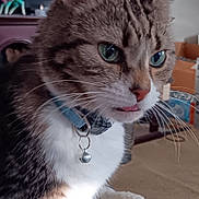 Glitter joined the competition — help win amazing prizes! cat, tabby_cat, green_eyes, collar, bell, whiskers, close_up, indoors, television, tv_screen, living_room, blanket, carpet, furniture, portrait, pet, animal, ears, tongue, curious