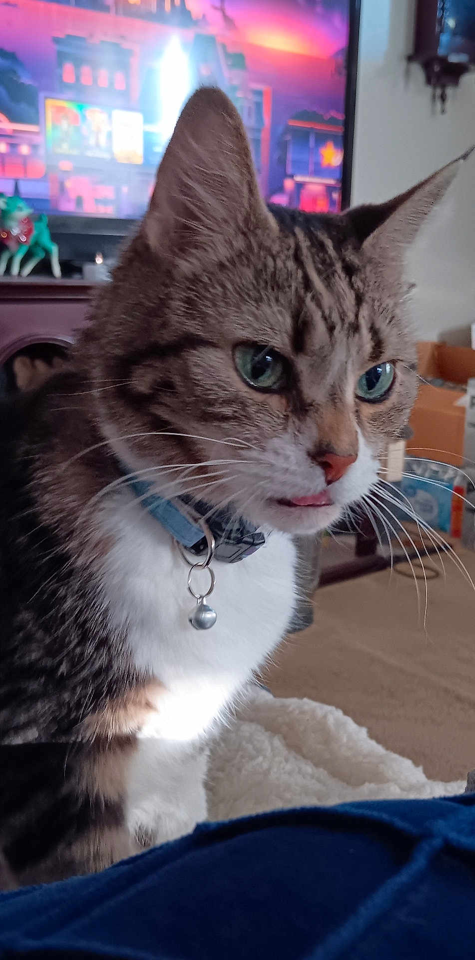 Glitter joined the competition — help win amazing prizes! cat, tabby_cat, green_eyes, collar, bell, whiskers, close_up, indoors, television, tv_screen, living_room, blanket, carpet, furniture, portrait, pet, animal, ears, tongue, curious