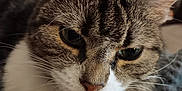 Glitter joined the competition — help win amazing prizes! cat, tabby, domestic_cat, close_up, portrait, blep, whiskers, tongue_out, fur, nose, ear, eyes, pet, indoor, blanket, bedding, cozy, candlelight, sleepy, closeup