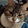 cat, tabby, domestic_cat, close_up, portrait, blep, whiskers, tongue_out, fur, nose, ear, eyes, pet, indoor, blanket, bedding, cozy, candlelight, sleepy, closeup