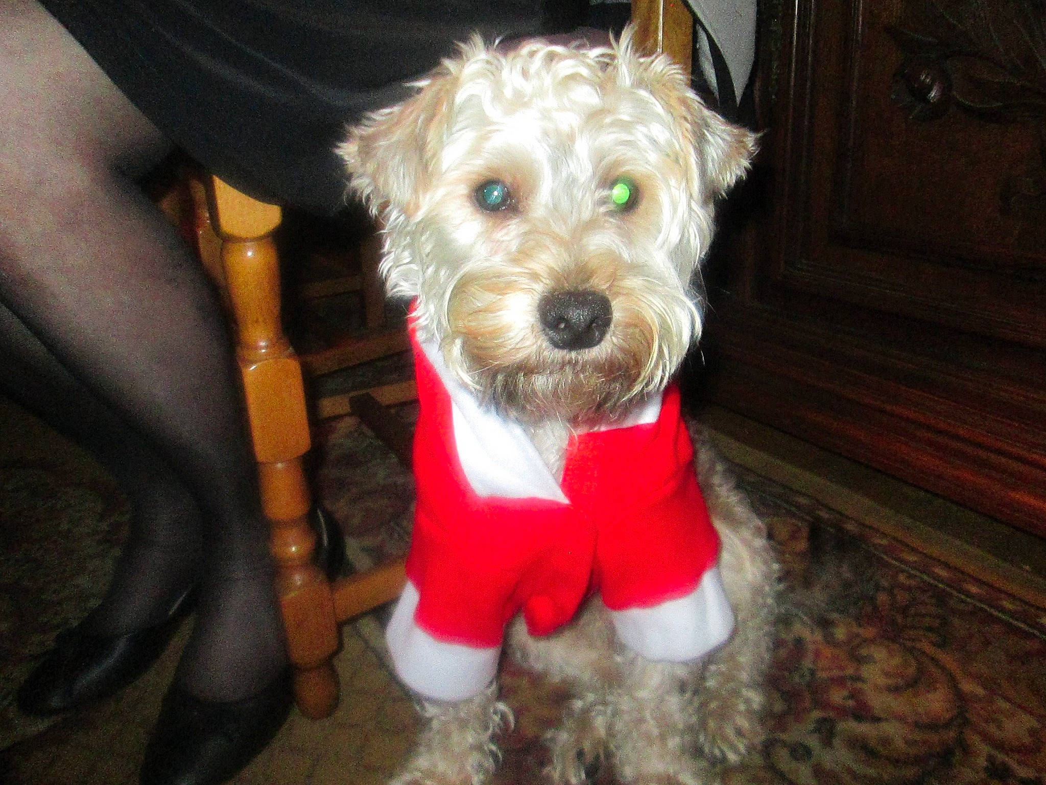 Goby participe au concours pour gagner de l'argent avec cette photo : canidae, carnivore, collar, companion_dog, dog, dog_breed, dog_clothes, dog_collar, dog_supply, fashion_accessory, fawn, fur, pet_supply, schnauzer, small_terrier, snout, sporting_group, terrier, toy_dog, working_animal