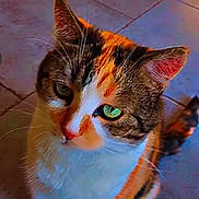 Chanel participe au concours pour gagner de l'argent avec cette photo : animal, black_fur, calico_cat, cat, close_up, colorful_lighting, cute, ears, feline, fur, green_eyes, indoor, orange_fur, pet, photography, portrait, sitting, tiled_floor, whiskers, white_fur