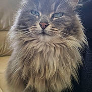 Gribouille a rejoint le concours — aidez-le/la à gagner de superbes lots ! animal, cat, close_up, couch, cute, domestic_animal, ears, face, feline, fluffy, fur, indoor, leather, long_hair, pet, portrait, relaxed, sitting, soft_light, whiskers