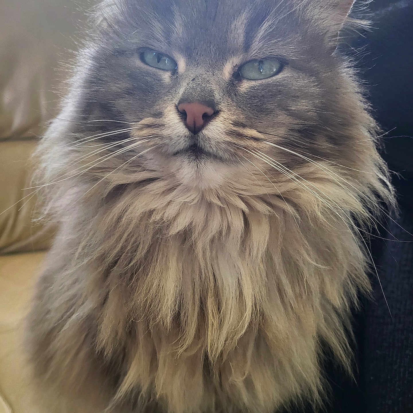 Gribouille a rejoint le concours — aidez-le/la à gagner de superbes lots ! animal, cat, close_up, couch, cute, domestic_animal, ears, face, feline, fluffy, fur, indoor, leather, long_hair, pet, portrait, relaxed, sitting, soft_light, whiskers