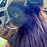dog, black_dog, fluffy, long_hair, pet, animal, car_interior, window, road_sign, sitting, side_view, outdoor, nature, tree_branches, daylight, portrait, close_up, fur, canine, companion