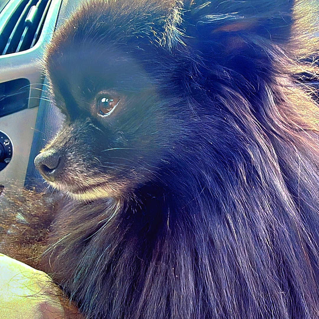 Bubby joined the competition — help win amazing prizes! dog, black_dog, fluffy, long_hair, pet, animal, car_interior, window, road_sign, sitting, side_view, outdoor, nature, tree_branches, daylight, portrait, close_up, fur, canine, companion