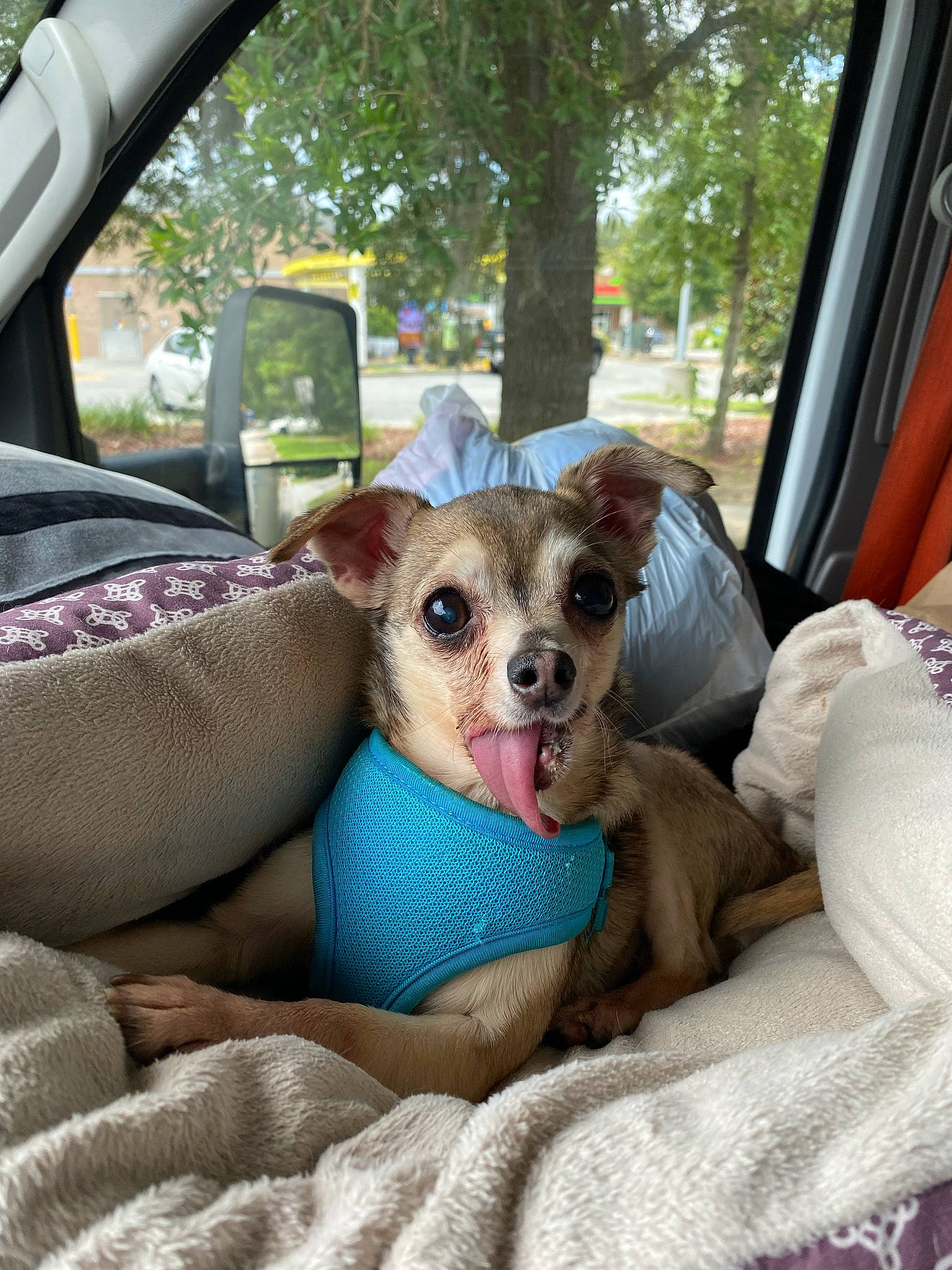 Lucky is registered to the contest to win money with this photo: automotive_mirror, car, carnivore, comfort, companion_dog, dog, dog_breed, dog_supply, fawn, mirror, motor_vehicle, plant, snout, toy_dog, tree, vehicle, vehicle_door, vertebrate, whiskers, working_animal