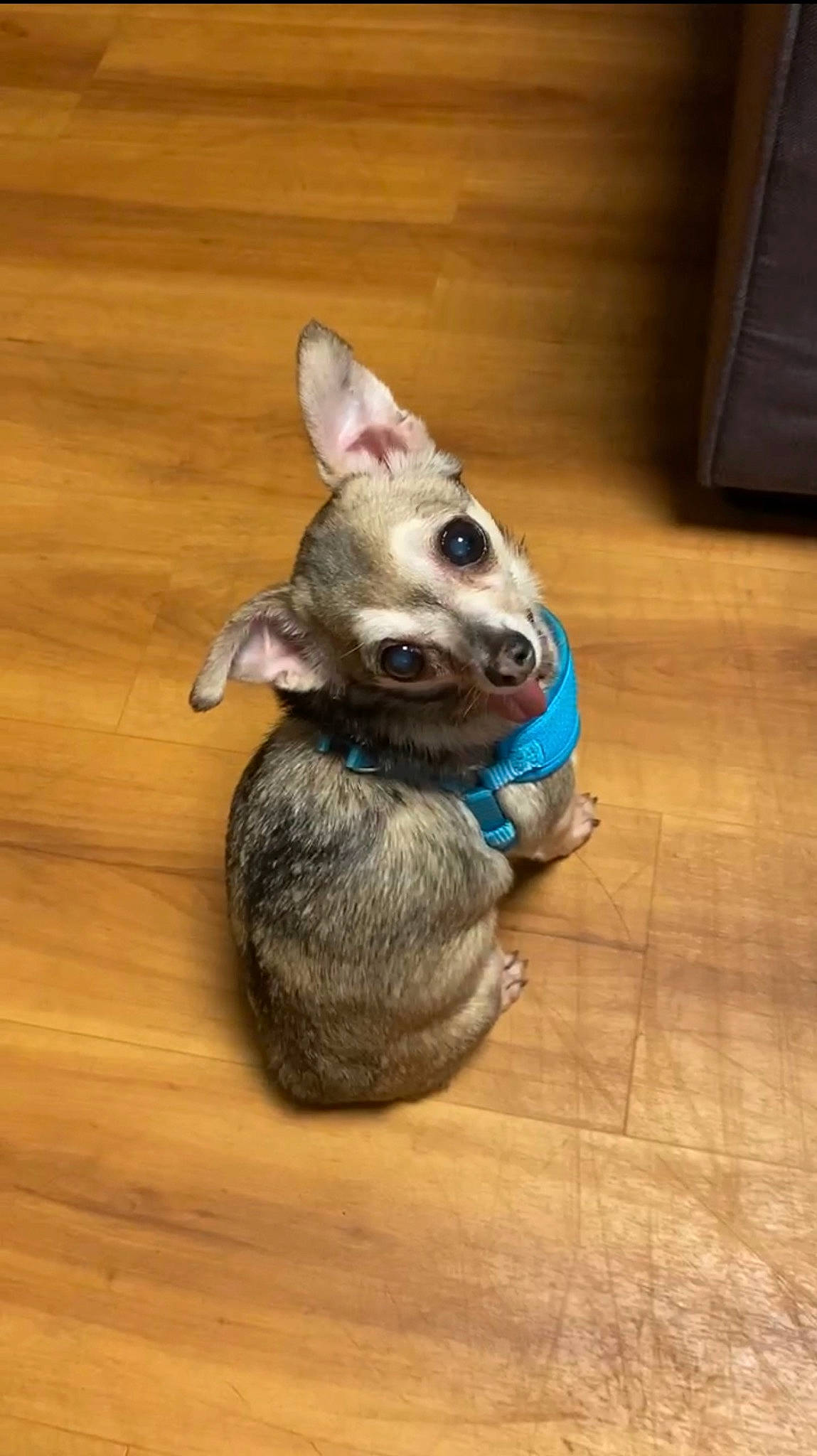 Lucky is registered to the contest to win money with this photo: canidae, carnivore, companion_dog, dog, dog_breed, ear, fawn, flooring, hardwood, plank, snout, sporting_group, tail, toy_dog, varnish, whiskers, wood, wood_flooring, wood_stain, working_animal