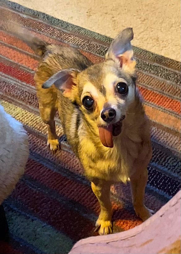 Lucky joined the competition — help win amazing prizes! canidae, carnivore, chihuahua, companion_dog, corgi_chihuahua, dog, dog_breed, dog_supply, ear, eye, fawn, fur, paw, russkiy_toy, snout, sporting_group, toy_dog, whiskers, wood, working_animal