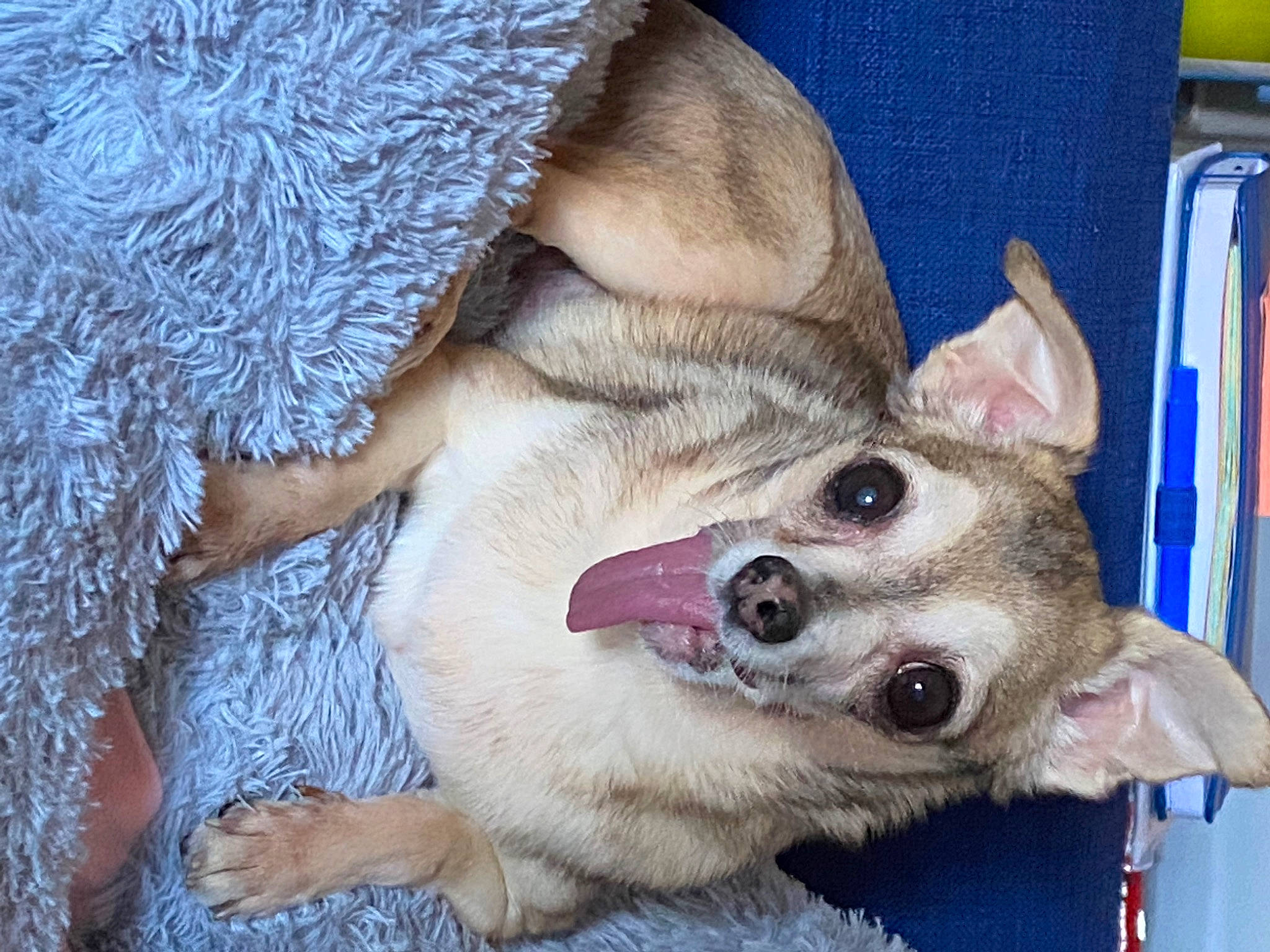 Lucky is registered to the contest to win money with this photo: canidae, carnivore, claw, collar, companion_dog, dog, dog_breed, fawn, felidae, foot, fur, non_sporting_group, paw, small_to_medium_sized_cats, snout, spitz, sporting_group, toy_dog, whiskers, yawn