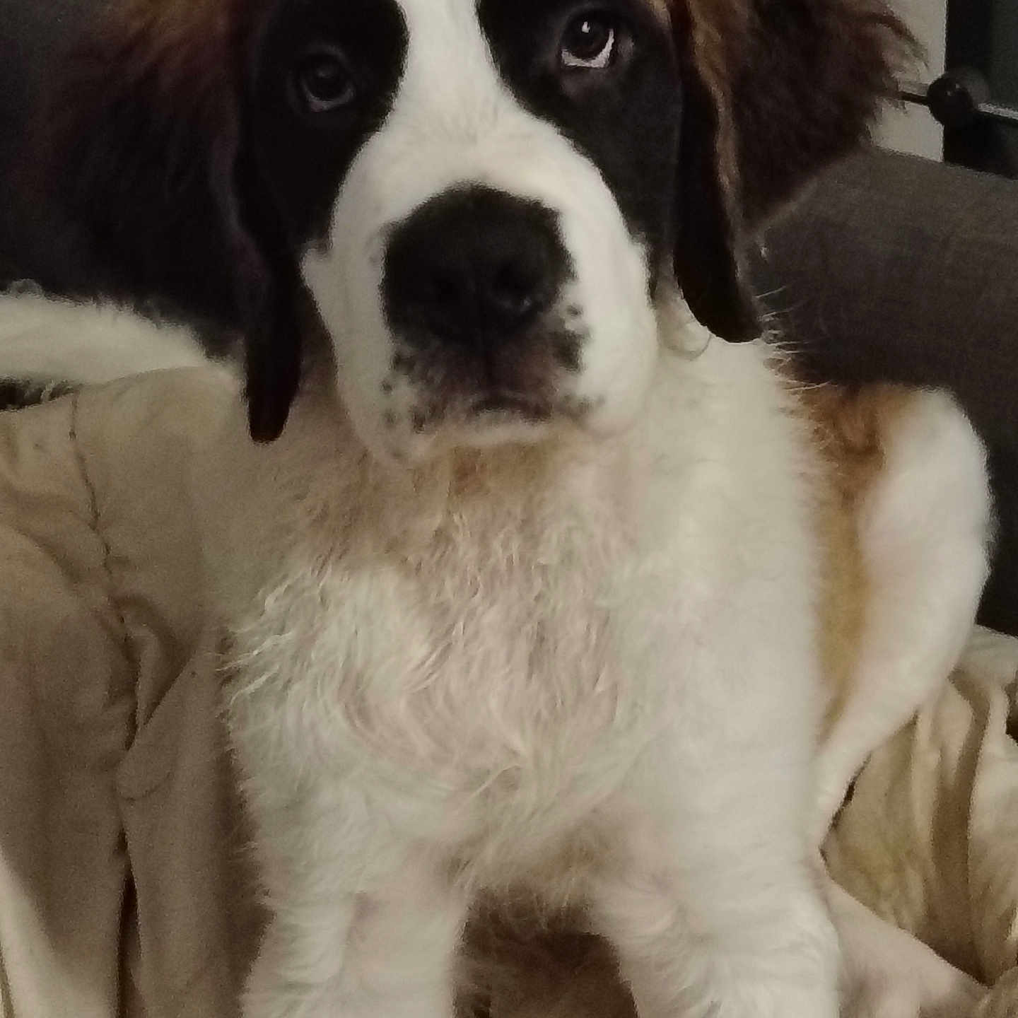 Sauna participe au concours pour gagner de l'argent avec cette photo : adorable, animal, black, blanket, brown, companion, couch, cute, dog, face, fluffy, fur, indoors, pet, portrait, puppy, saint_bernard, sitting, white, young