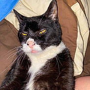 Myschyef Man is registered to the contest to win money with this photo: cat, tuxedo_cat, pet, animal, feline, yellow_eyes, whiskers, bed, blanket, brown_blanket, cream_blanket, sleepy, resting, indoor, close_up, fur, pink_nose, portrait, cute, relaxed