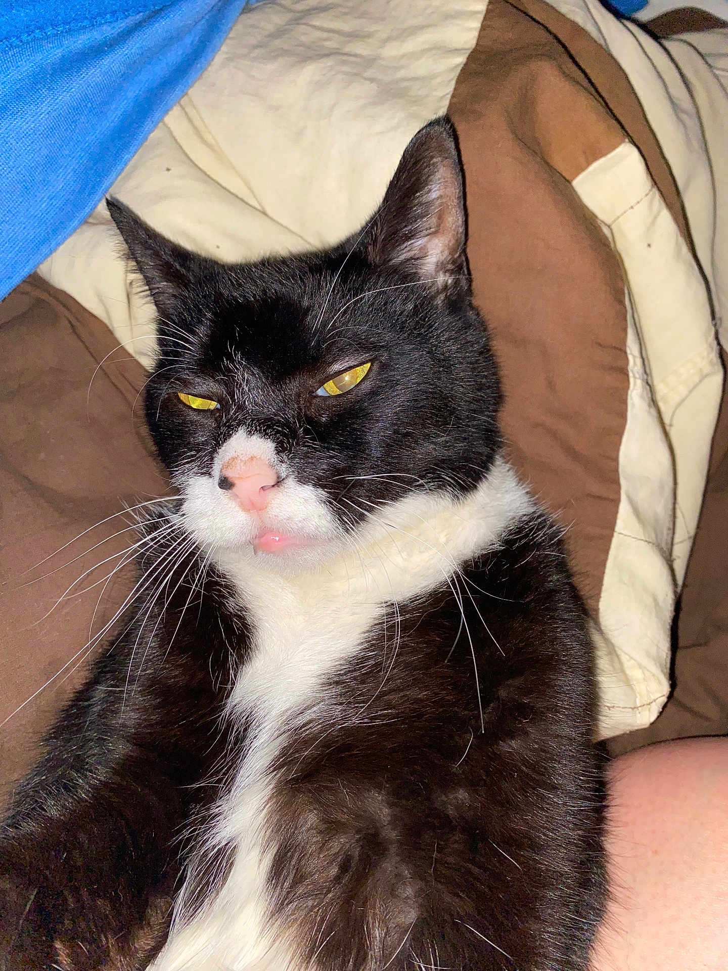 Myschyef Man is registered to the contest to win money with this photo: cat, tuxedo_cat, pet, animal, feline, yellow_eyes, whiskers, bed, blanket, brown_blanket, cream_blanket, sleepy, resting, indoor, close_up, fur, pink_nose, portrait, cute, relaxed