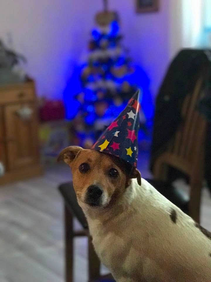 Gaby participe au concours pour gagner de l'argent avec cette photo : canidae, carnivore, companion_dog, dog, dog_breed, fawn, rat_terrier, russell_terrier, snout