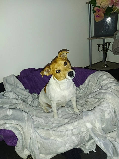 Gaby a rejoint le concours — aidez-le/la à gagner de superbes lots ! bed, canidae, carnivore, companion_dog, dog, dog_breed, feist, fox_terrier, furniture, jack_russell_terrier, mammal, parson_russell_terrier, puppy, rat_terrier, russell_terrier, teddy_roosevelt_terrier