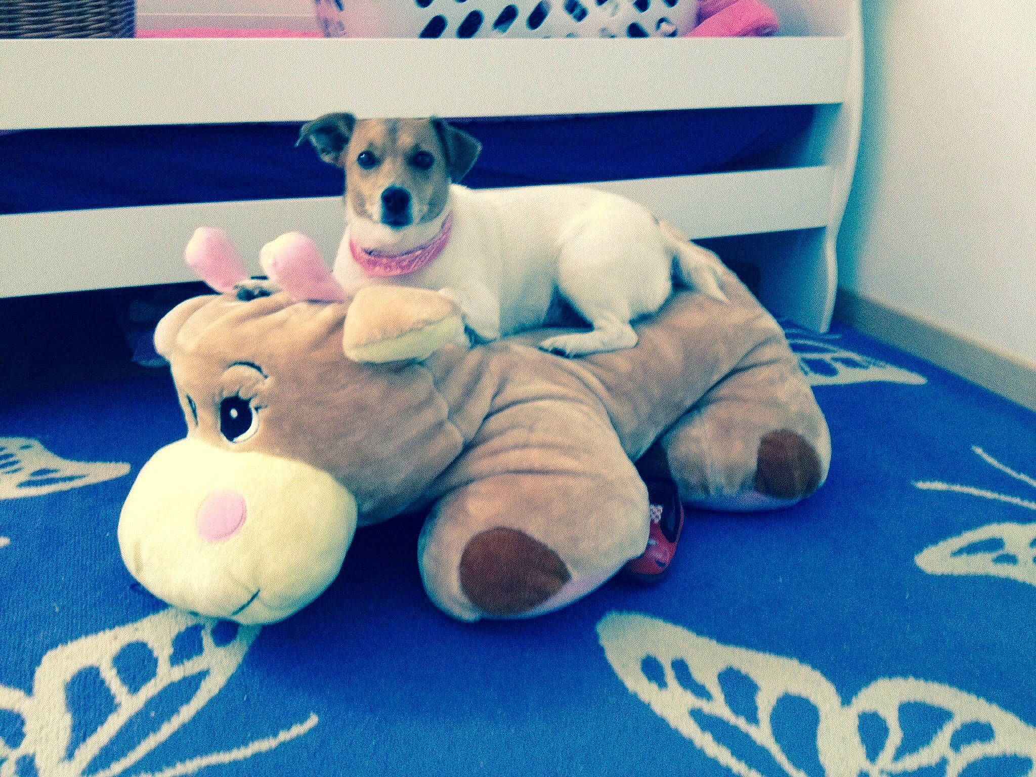 Gaby a rejoint le concours — aidez-le/la à gagner de superbes lots ! american_staffordshire_terrier, baby_toys, canidae, carnivore, companion_dog, dog, dog_breed, dog_toy, fawn, french_bulldog, jack_russell_terrier, paw, play, plush, puppy, stuffed_toy, textile, toy