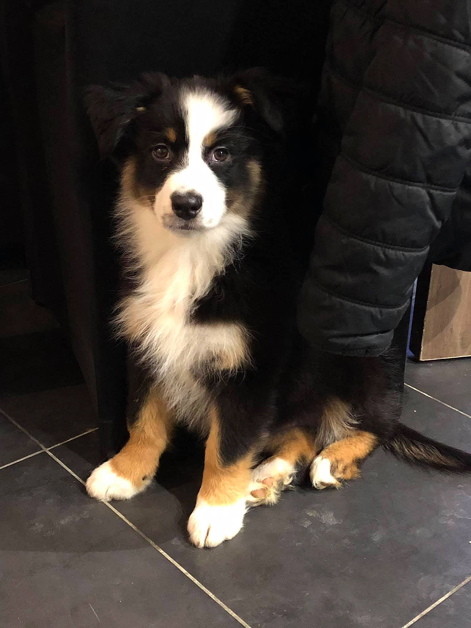 Olympia participe au concours pour gagner de l'argent avec cette photo : australian_collie, australian_shepherd, bernese_mountain_dog, canidae, carnivore, companion_dog, dog, dog_breed, english_shepherd, finnish_lapphund, herding_dog, lapponian_herder, mammal, miniature_australian_shepherd, puppy, rare_breed_dog, snout, sporting_group, vertebrate, working_dog