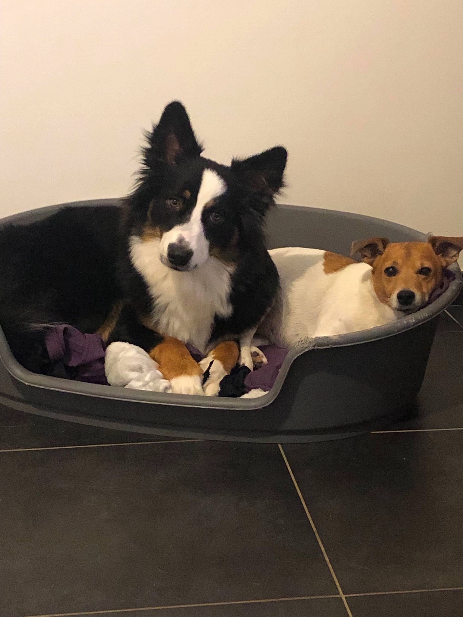 Olympia a rejoint le concours — aidez-le/la à gagner de superbes lots ! border_collie, canidae, cardigan_welsh_corgi, carnivore, companion_dog, dog, dog_breed, herding_dog, mammal, pembroke_welsh_corgi, puppy, sporting_group, vertebrate, welsh_corgi, working_dog