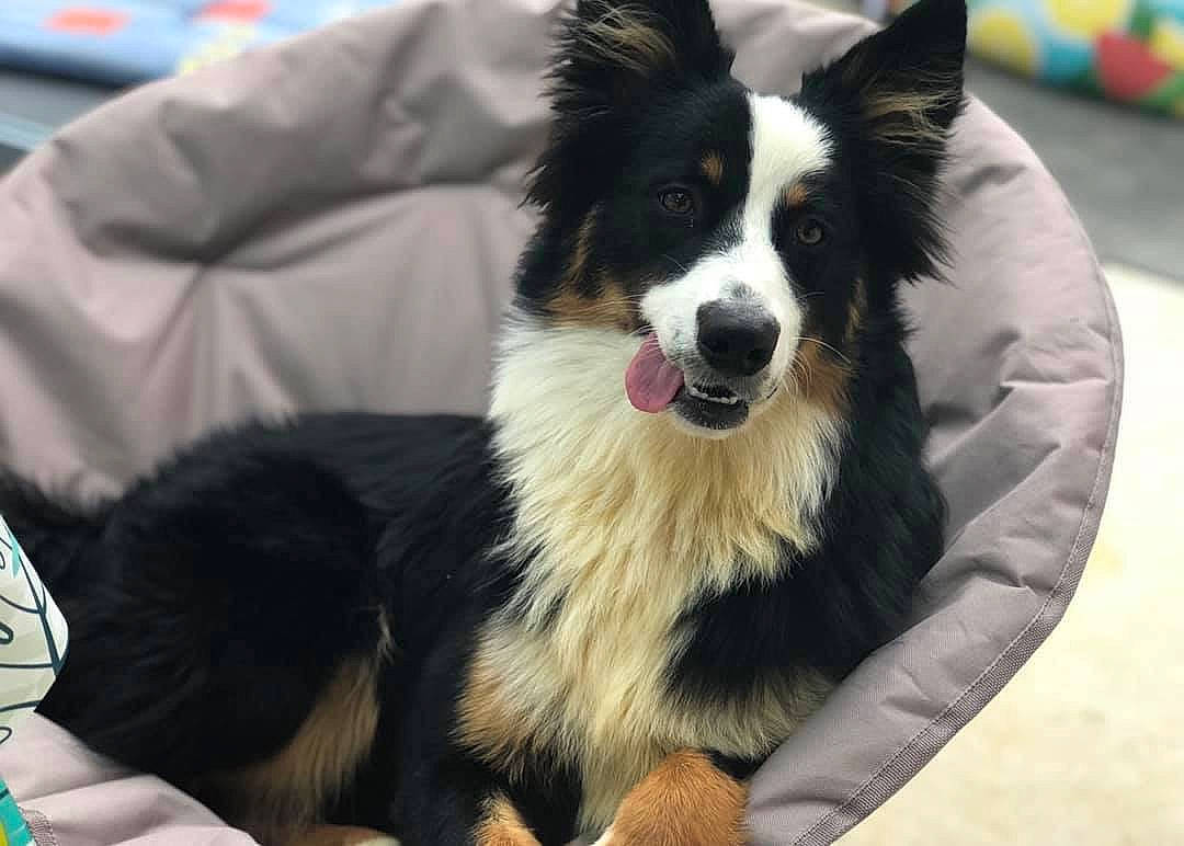 Olympia a rejoint le concours — aidez-le/la à gagner de superbes lots ! australian_collie, australian_shepherd, border_collie, canidae, carnivore, companion_dog, dog, dog_breed, herding_dog, mammal, snout, vertebrate, welsh_sheepdog, working_dog