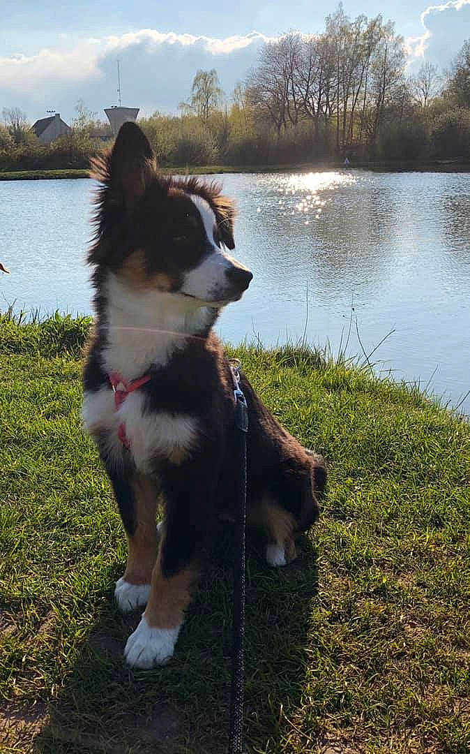 Olympia participe au concours pour gagner de l'argent avec cette photo : canidae, carnivore, dog, dog_breed, east_siberian_laika, finnish_lapphund, icelandic_sheepdog, karelian_bear_dog, laika, lapponian_herder, mammal, rare_breed_dog, russo_european_laika, siberian_husky, tail, vertebrate, working_dog