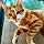 Tigrou