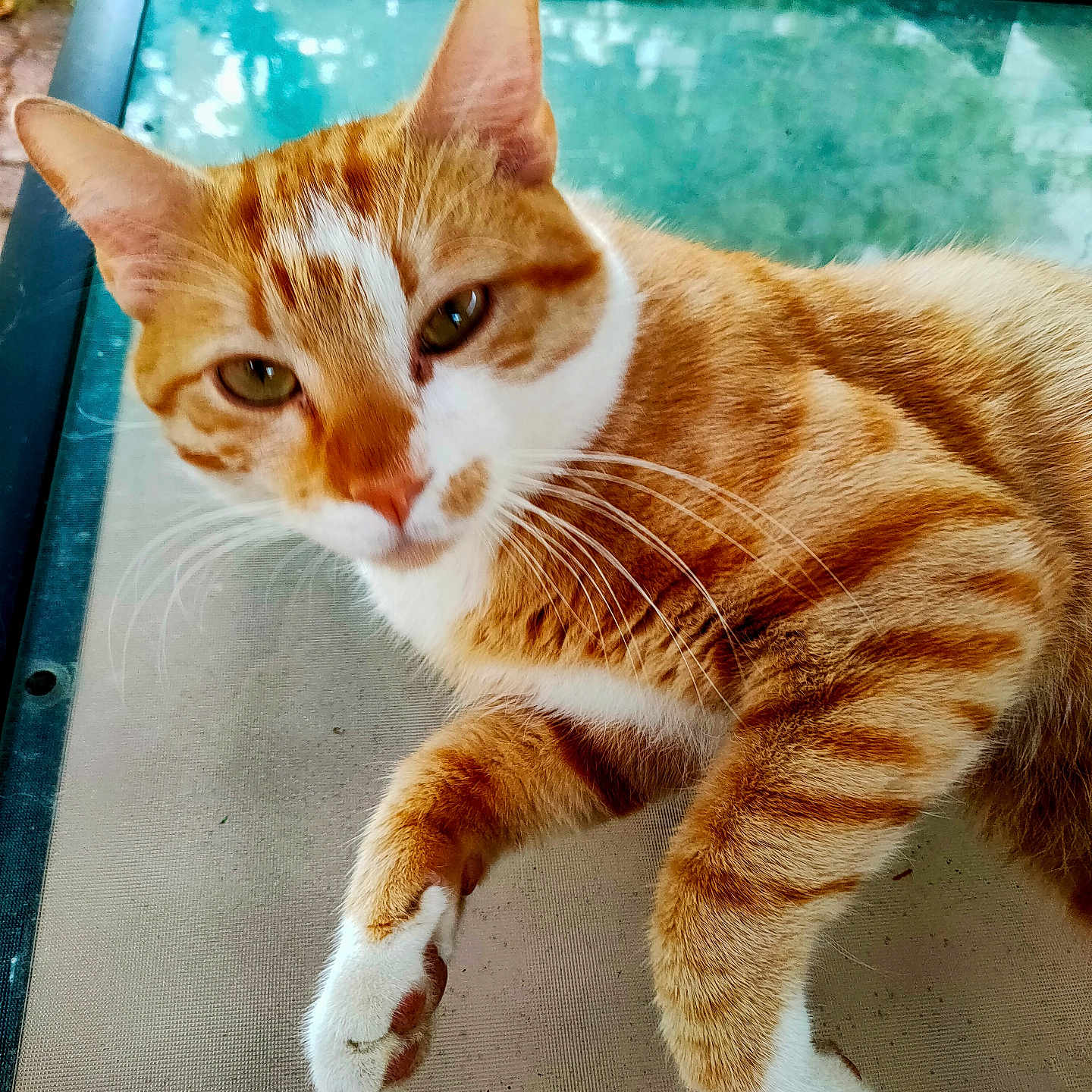 Tigrou