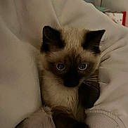 Yuki participe au concours pour gagner de l'argent avec cette photo : cat, kitten, siamese, blue_eyes, fur, pet, animal, cozy, sweatshirt, clothing, indoor, person, hand, cute, feline, comfort, resting, young, closeup, warm