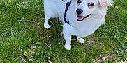 Ruben participe au concours pour gagner de l'argent avec cette photo : dog, white_dog, leash, grass, outdoor, pet, canine, happy, smiling, animal, nature, fur, small_dog, ears, standing, greenery, daylight, park, cute, friendly