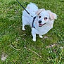 dog, white_dog, leash, grass, outdoor, pet, canine, happy, smiling, animal, nature, fur, small_dog, ears, standing, greenery, daylight, park, cute, friendly