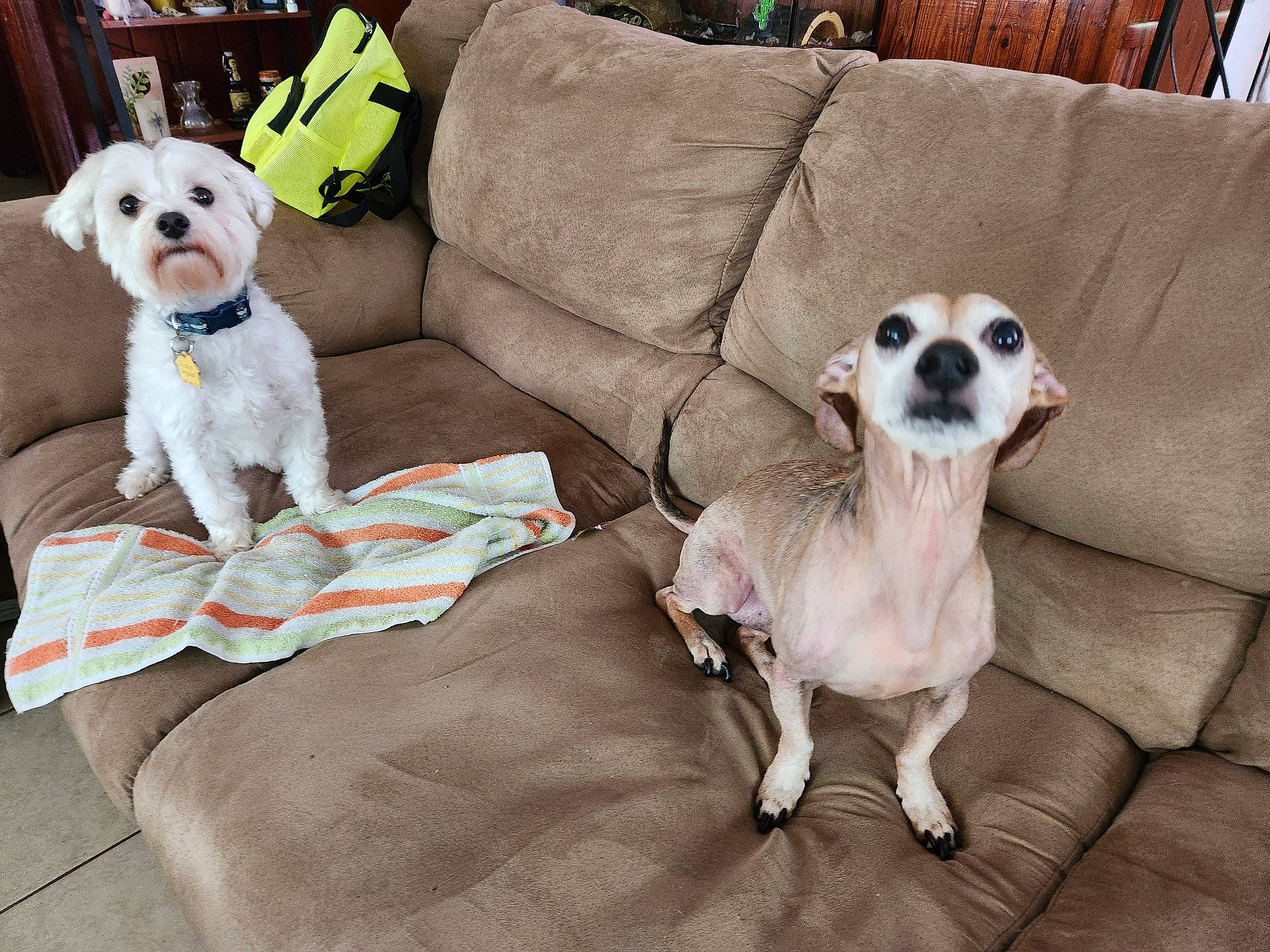 Barley is registered to the contest to win money with this photo: carnivore, chair, collar, comfort, companion_dog, couch, dog, dog_breed, dog_collar, dog_supply, fawn, pet_supply, pillow, sofa_bed, studio_couch, stuffed_toy, throw_pillow, toy, toy_dog, working_animal