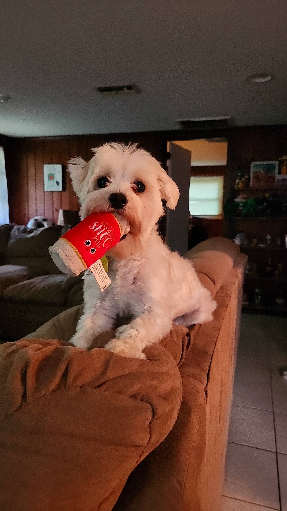 Barley joined the competition — help win amazing prizes! bichon, canidae, carnivore, comfort, companion_dog, curtain, dog, dog_breed, dog_clothes, dog_supply, eyewear, fur, labradoodle, puppy_love, small_terrier, sporting_group, sunglasses, terrier, toy_dog, working_animal