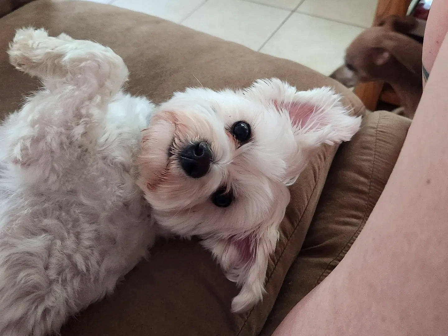 Barley is registered to the contest to win money with this photo: carnivore, collar, comfort, companion_dog, couch, dog, dog_breed, dog_supply, fur, mal_shi, non_sporting_group, paw, pet_supply, small_terrier, snout, stuffed_toy, terrier, toy, toy_dog, working_animal