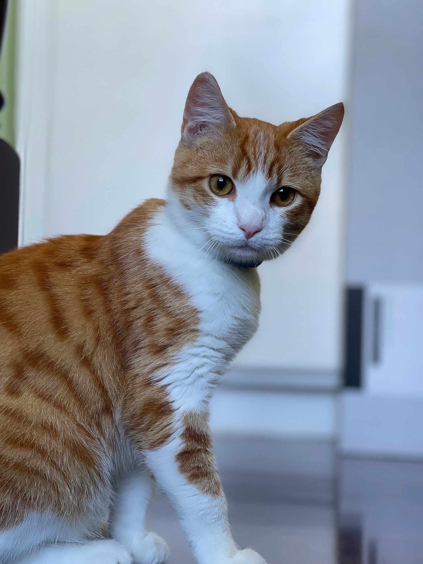 Jr. joined the competition — help win amazing prizes! cat, orange, white, indoor, pet, fur, animal, curious, sitting, whiskers, ears, floor, background_blur, cute, mammal, domestic, portrait, feline, eyes, young