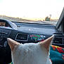 animal, blanket, car_interior, cat, dashboard, driving, ears, furry, nature, outdoor, pet, road, scenic, sky, sticker, sunset, transportation, travel, vehicle, window