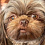 Gizmo is registered to the contest to win money with this photo: amber_eyes, animal, brown_fur, canine, close_up, collar, cute, dog, domestic_animal, ears, face, fluffy, furry, indoor, looking, muzzle, pet, portrait, scruffy, whiskers
