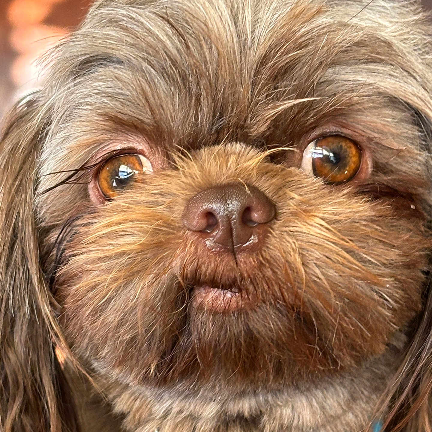 Gizmo is registered to the contest to win money with this photo: amber_eyes, animal, brown_fur, canine, close_up, collar, cute, dog, domestic_animal, ears, face, fluffy, furry, indoor, looking, muzzle, pet, portrait, scruffy, whiskers