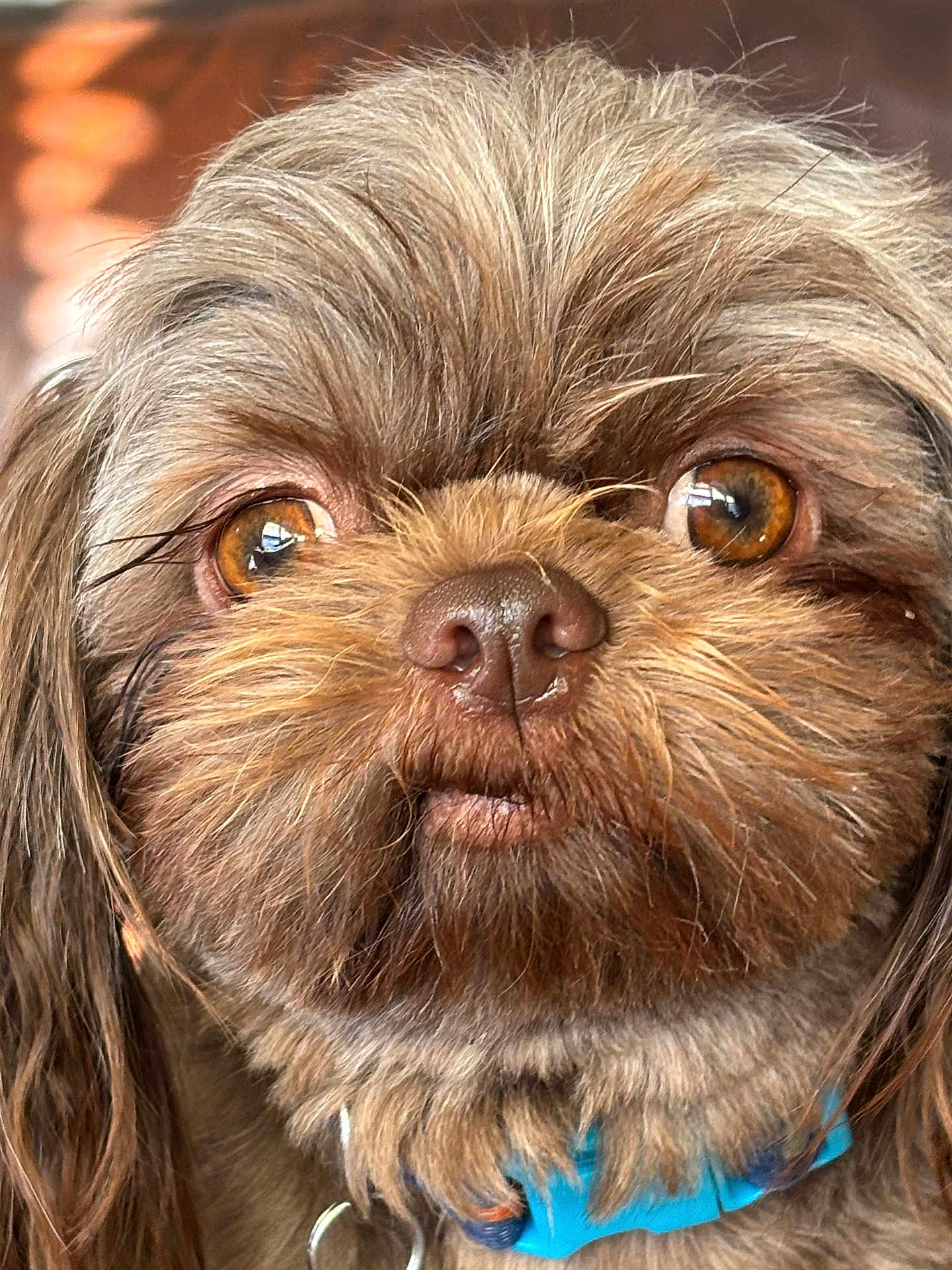 Gizmo