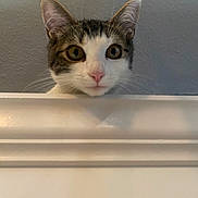 Lulu joined the competition — help win amazing prizes! cat, curious, peeking, ears, whiskers, indoor, wall, white, ledges, pets, animal, feline, closeup, face, eyes, pink_nose, tabby, domestic_cat, young, cute