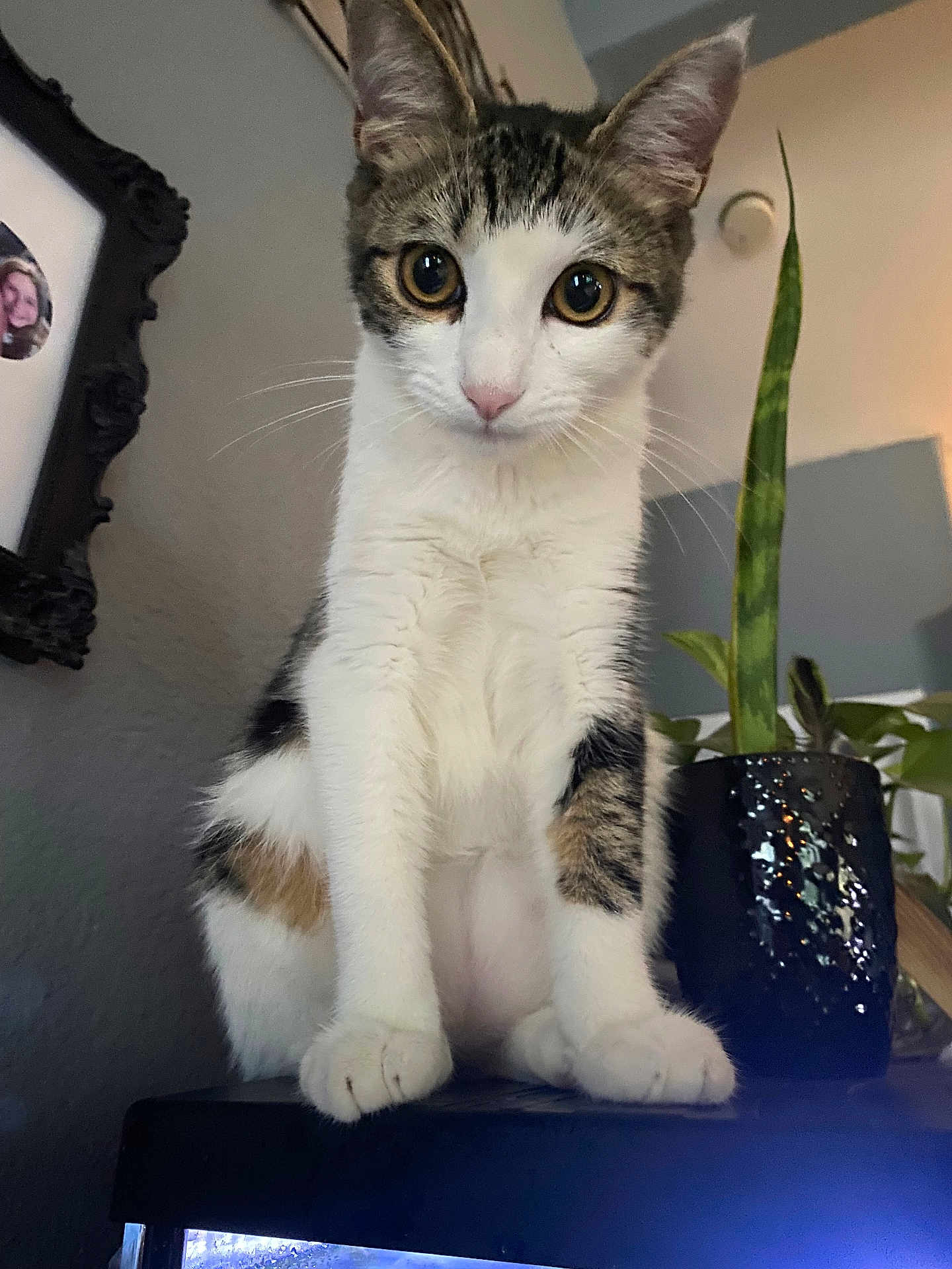 Lulu