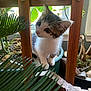 Lulu is registered to the contest to win money with this photo: kitten, cat, wooden_slats, plants, greenery, indoor, curious, pet, feline, young_animal, whiskers, ears, eyes, nature, potted_plants, houseplant, leaf, exploring, cute, small