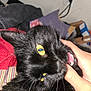 Ozzy joined the competition — help win amazing prizes! animal, background, bite, black_cat, blurry, cat, close_up, domestic_cat, feline, fur, hand, household, indoor, mischievous, person_hand, pet, playful, teeth, whiskers, yellow_eyes