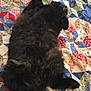 Ozzy is registered to the contest to win money with this photo: animal, bed, black_cat, cat, cozy, cute, domestic_animal, feline, fluffy, indoor, lying_down, patterned_bedspread, paw, pet, quilt, relaxed, resting, sleeping_position, soft_fur, tail