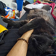 Ozzy is registered to the contest to win money with this photo: animal, arm, black_cat, blanket, bracelet, cat, clutter, comfort, couch, cozy, furniture, furry, hand, home, indoor, living_room, pet, relaxed, resting, sleeping