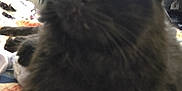 Ozzy joined the competition — help win amazing prizes! animal, bedroom, black_cat, blur, cat, close_up, colorful, domestic_animal, ears, fabric, fan, feline, fur, indoor, pet, quilt, resting, soft_focus, television, whiskers