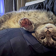 Jax is registered to the contest to win money with this photo: cat, tabby_cat, pet, feline, whiskers, paw, fur, closeup, portrait, lying_down, upside_down, couch, bedding, indoor, relaxed, sleepy, eyes, nose, cozy, pet_hair