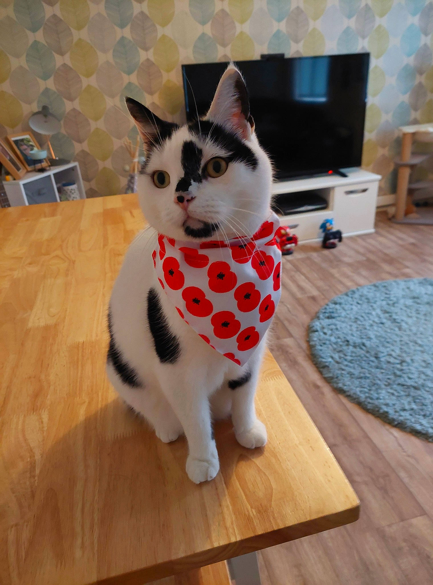 Jericho joined the competition — help win amazing prizes! carnivore, cat, chair, companion_dog, domestic_short_haired_cat, fawn, felidae, floor, flooring, fur, hardwood, laminate_flooring, paw, small_to_medium_sized_cats, snout, tail, whiskers, wood, wood_flooring, wood_stain