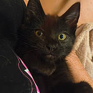 Lucious Lyon joined the competition — help win amazing prizes! black_kitten, cat, pet, close_up, fur, whiskers, ears, eyes, person, arm, shirt, fabric, indoor, cozy, comfort, resting, cute, animal, feline, young