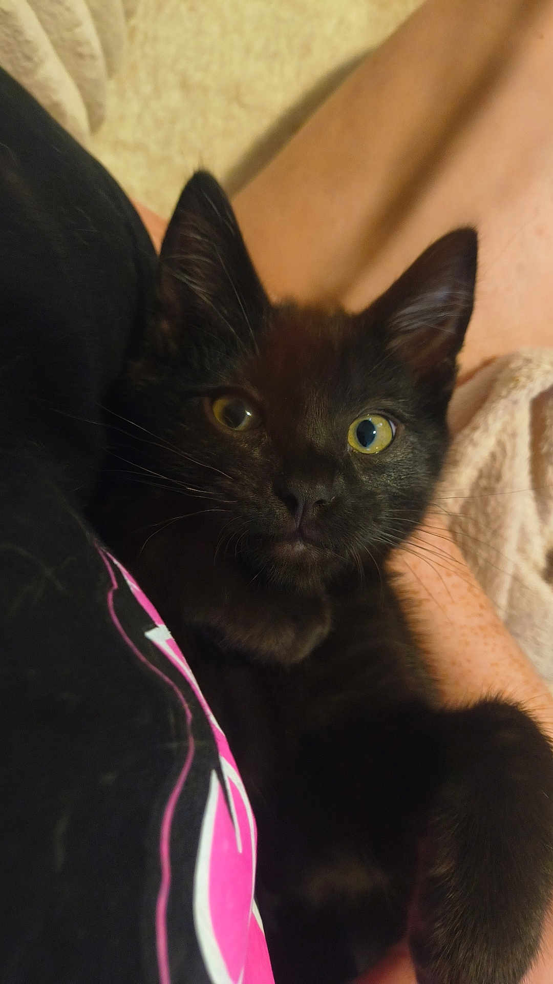 Lucious Lyon joined the competition — help win amazing prizes! black_kitten, cat, pet, close_up, fur, whiskers, ears, eyes, person, arm, shirt, fabric, indoor, cozy, comfort, resting, cute, animal, feline, young