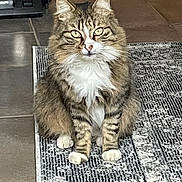 Pilou participe au concours pour gagner de l'argent avec cette photo : cat, tabby, indoor, floor, rug, pet, animal, fur, whiskers, eyes, sitting, looking, domestic, mammal, cute, feline, home, tile, pattern, paws
